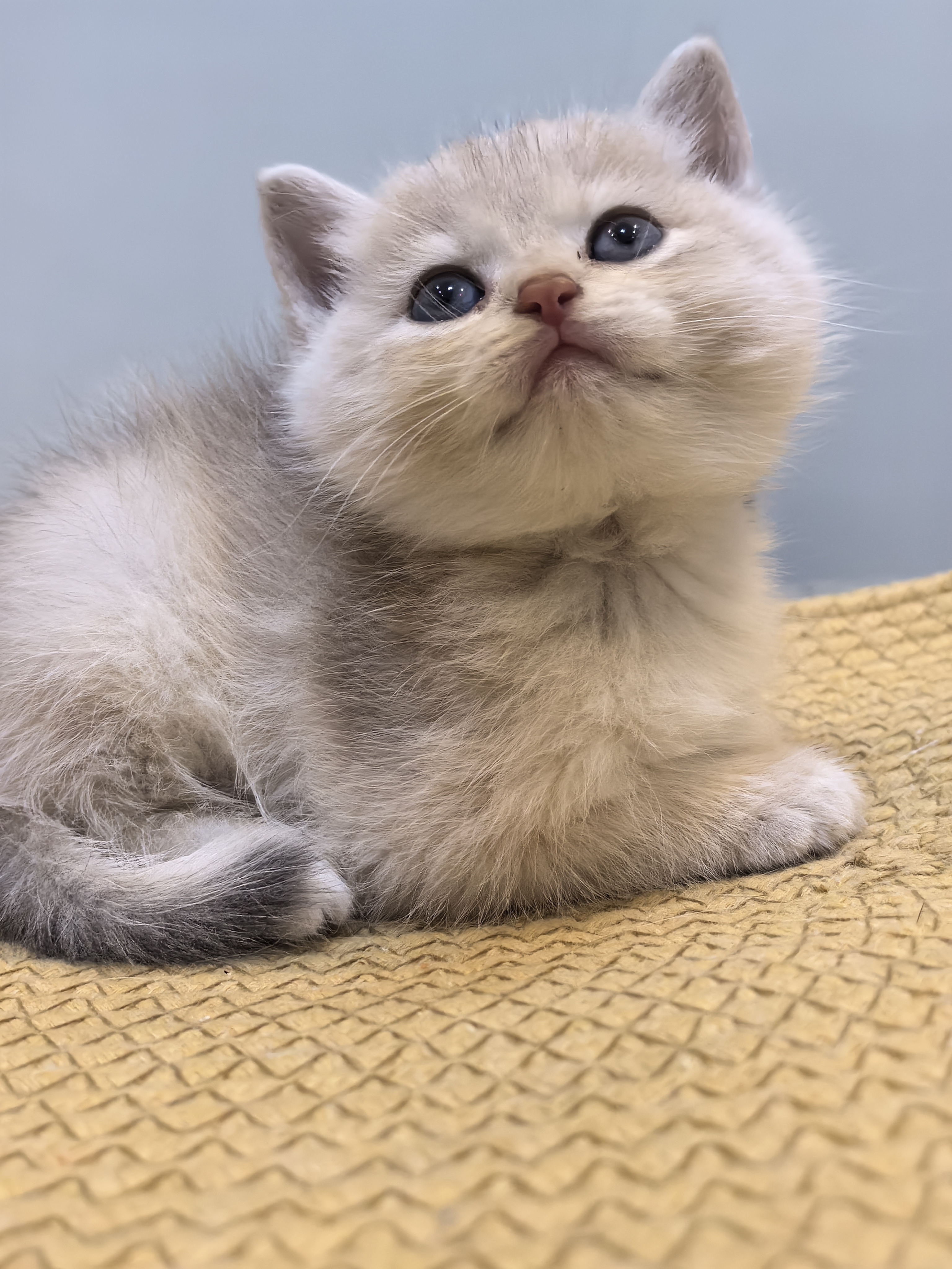 11色大饼脸蓝金弟弟